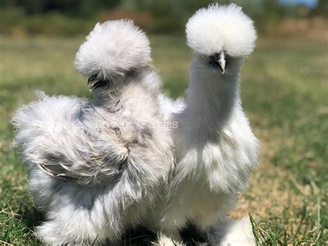 silkie rooster for sale